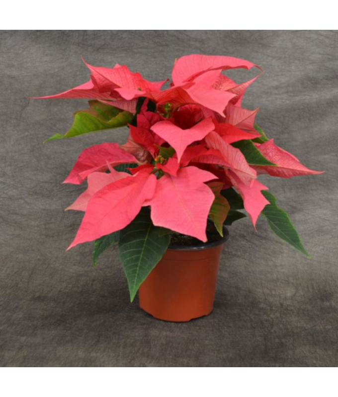 4.75" POINSETTIA PINK