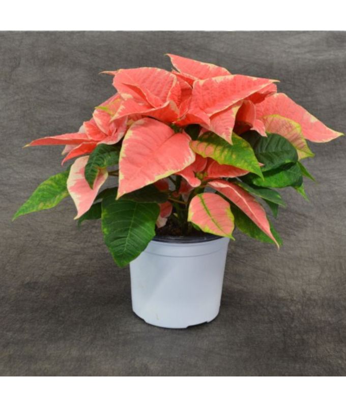 4.75" POINSETTIA MARBLE