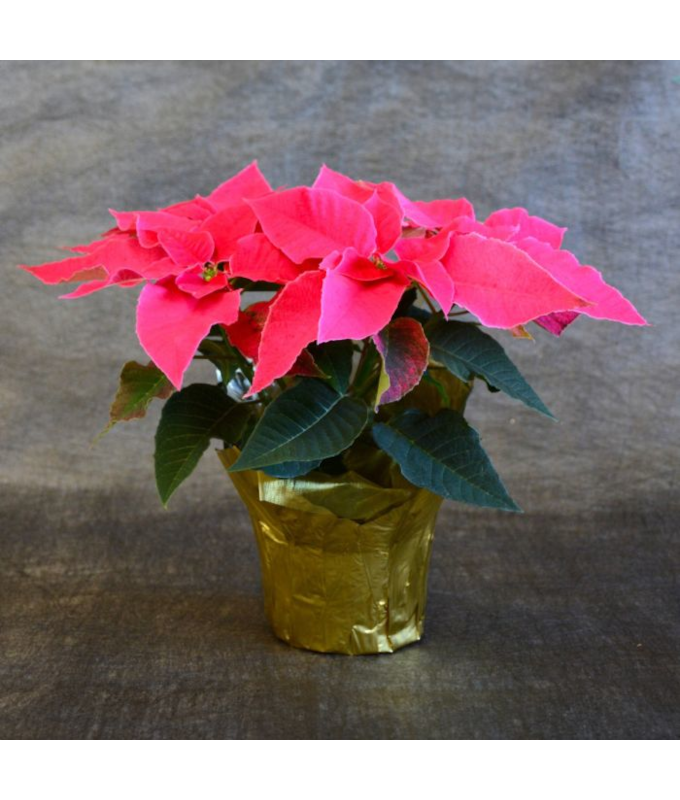 4.75" PRINCETTIA QUEEN PINK