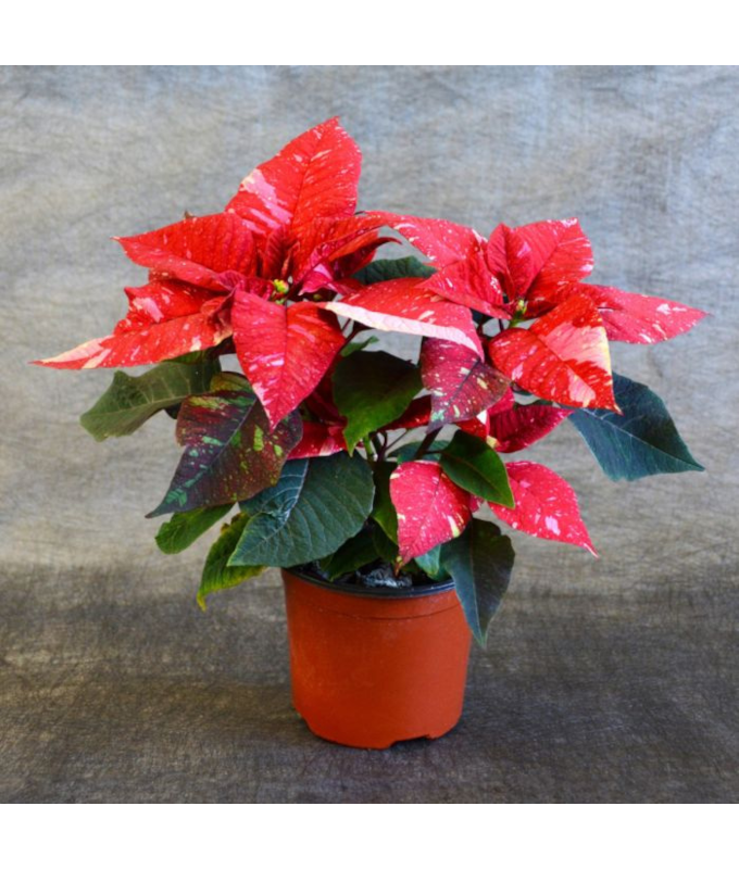 4.75" POINSETTIA REDGLITTER