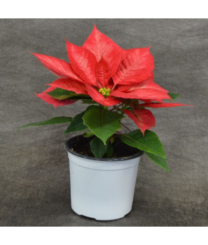 4.75" POINSETTIA PRM ICE CRST