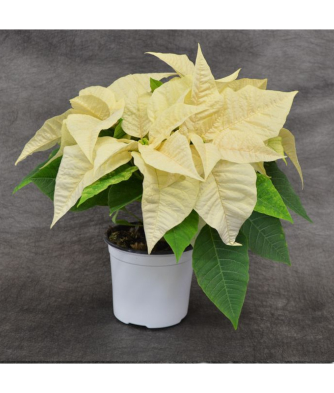4.75" POINSETTIA WHITE