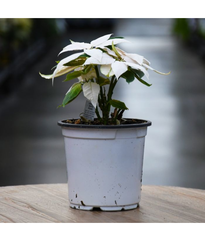 4.75" POINSETTIA J�ADORE WHITE