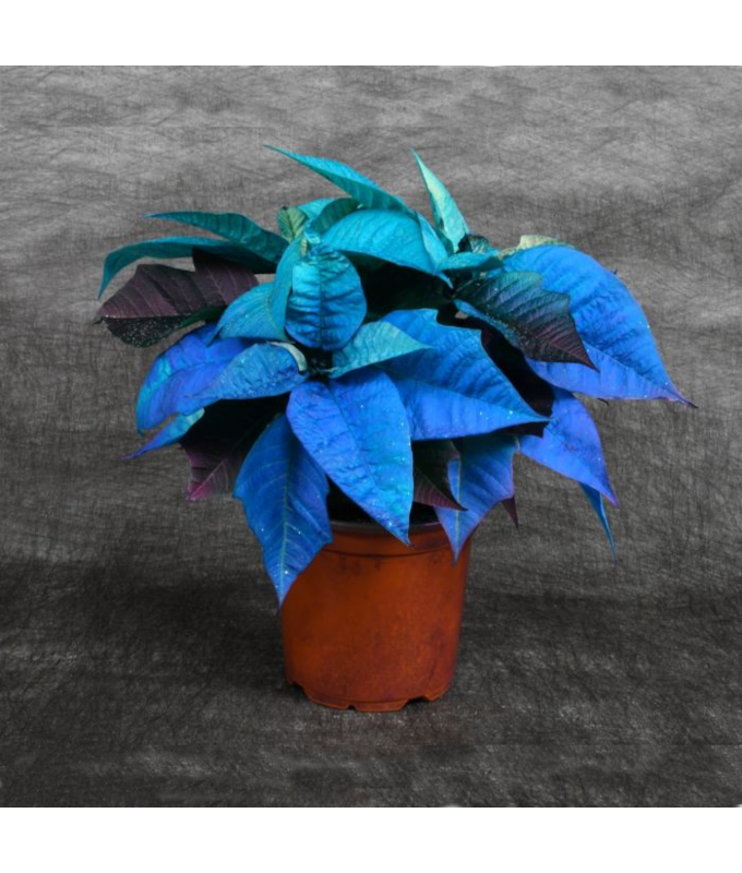 4.75" PAINTED POINSETTIA BLUE HOLIDAY