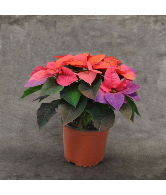 4.75" PAINTED POINSETTIA HOLIDAY SUNRISE