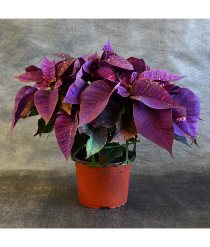 6.5" PAINTED POINSETTIA PURPLE