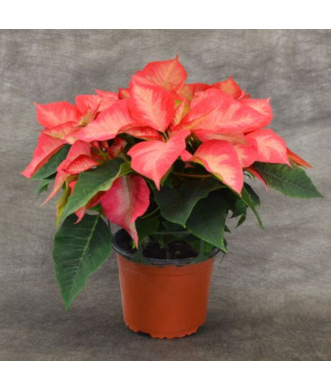 6.5" POINSETTIA PREM ICE CRST