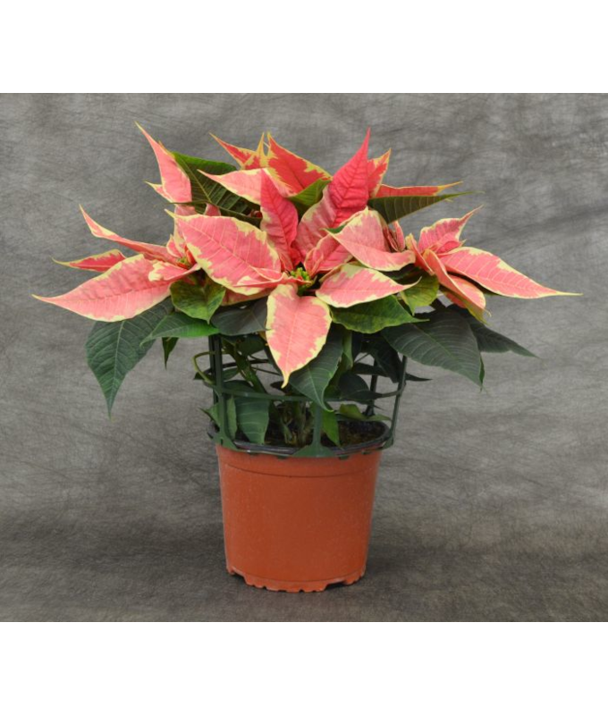 6.5" POINSETTIA MARBLE