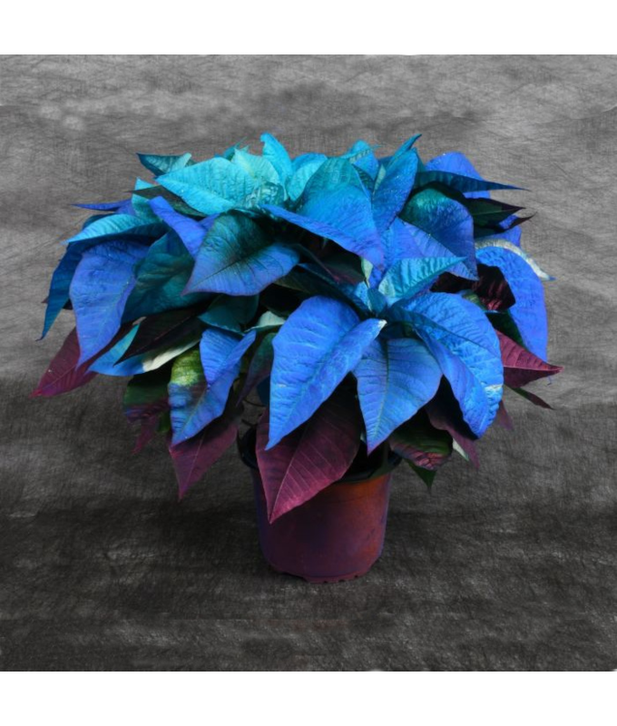 6.5" PAINTED POINSETTIA BLUE HOLIDAY