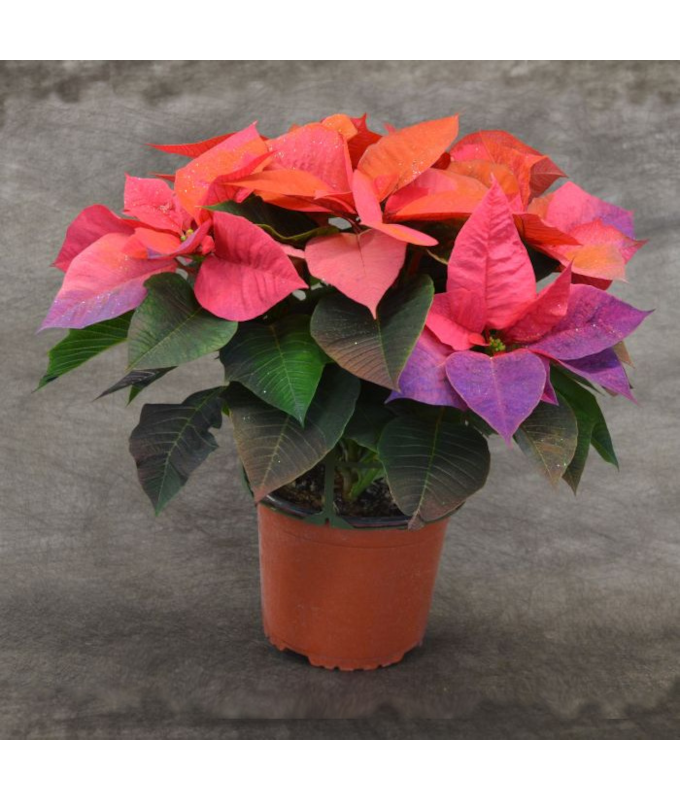 6.5" PAINTED POINSETTIA HOLIDAY SUNRISE
