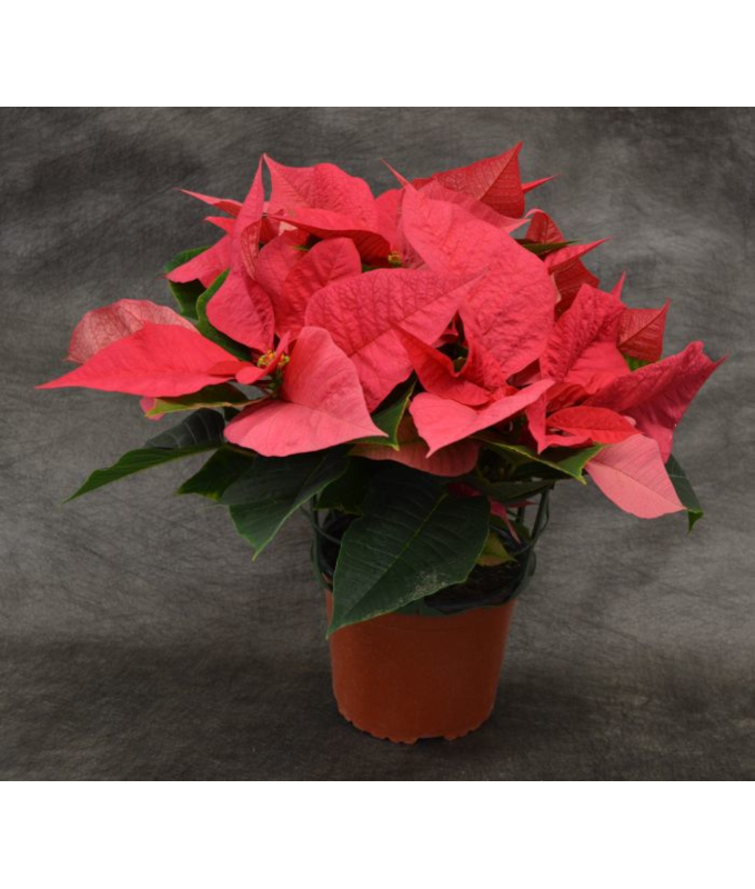 6.5" POINSETTIA PINK