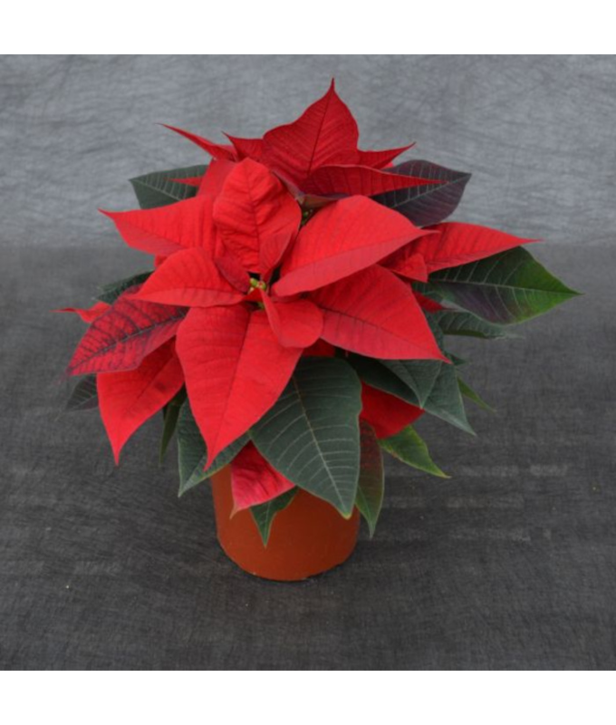 6.5" POINSETTIA RED