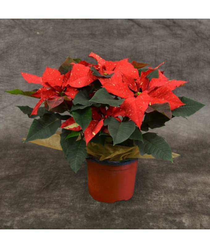 6.5" POINSETTIA REDGLITTER