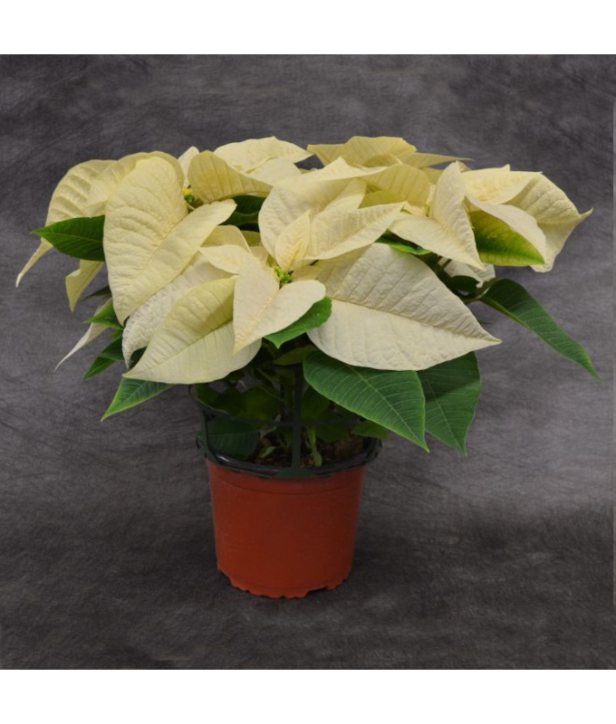 6.5" POINSETTIA WHITE