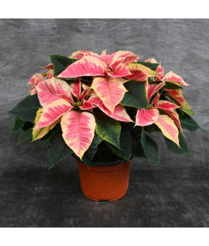 8" POINSETTIA MARBLE