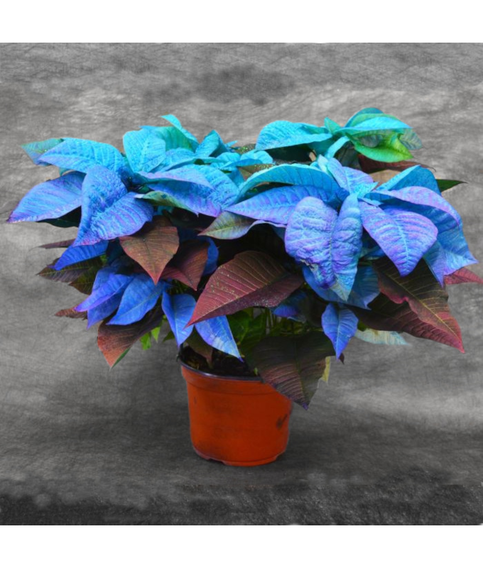 8" PAINTED POINSETTIA BLUE HOLIDAY