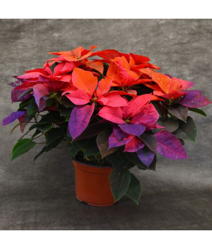 8" PAINTED POINSETTIA HOLIDAY SUNRISE