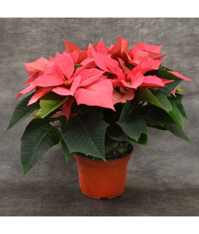 8" POINSETTIA PINK