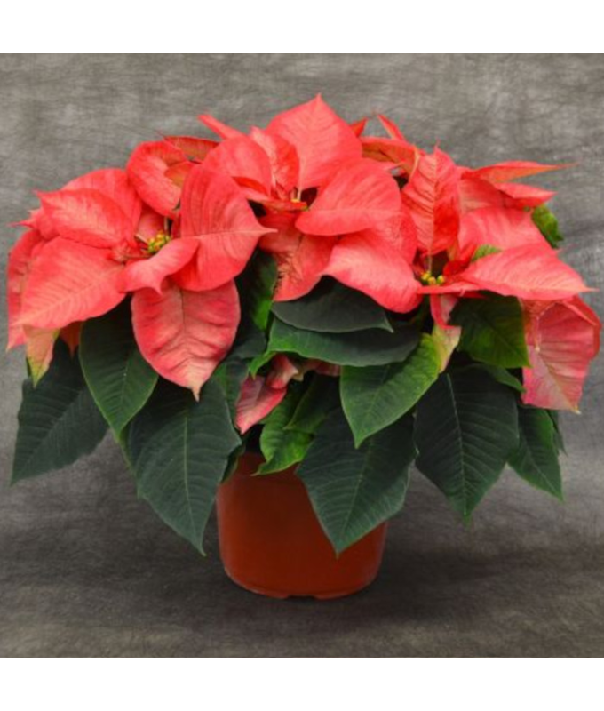 8" POINSETTIA PREM ICE CRYSTL