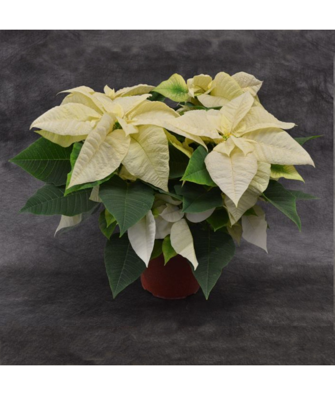 8" POINSETTIA WHITE