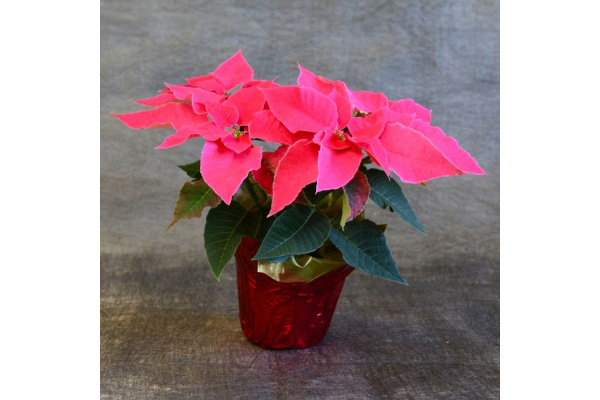 6.5" PRINCETTIA QUEEN PINK