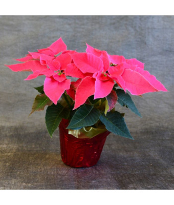 6.5" PRINCETTIA QUEEN PINK