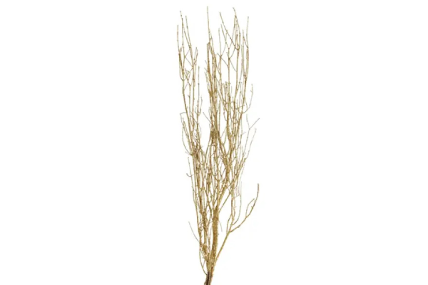 BIRCH BRANCH 36-48"/25 GOLD GLITTER