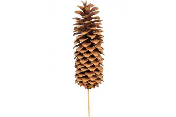 SUGAR CONE STAKE NATURAL