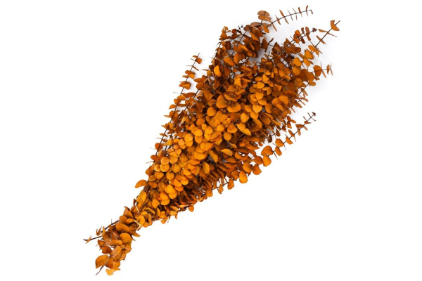 EUCALYPTUS PRESERVED BABY 1LB AMBER