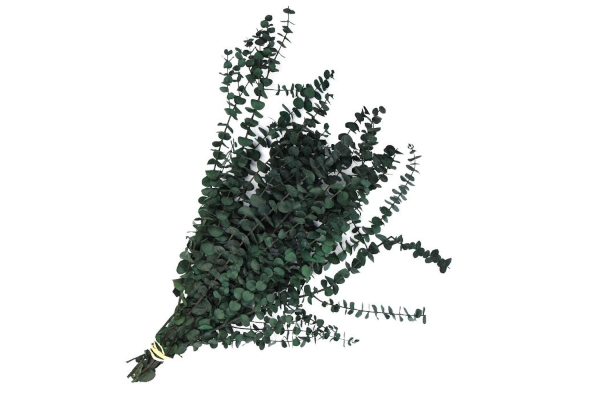 EUCALYPTUS PRESERVED BABY 1LB AQUA BLUE