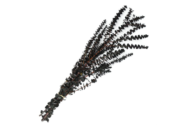 EUCALYPTUS PRESERVED BABY 1LB NAVY BLUE