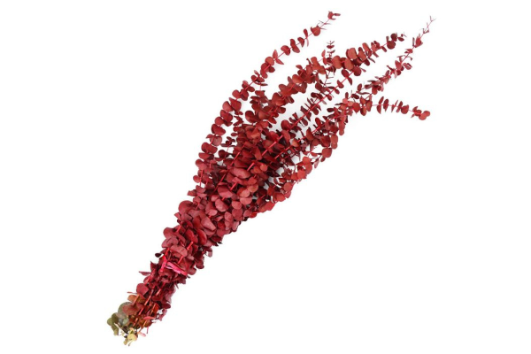 EUCALYPTUS PRESERVED BABY 1LB RED