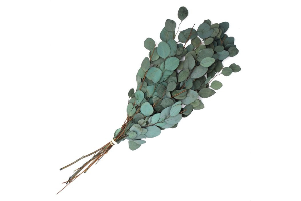 EUCALYPTUS PRESERVED SILVER DOLLAR 1LB AQUA