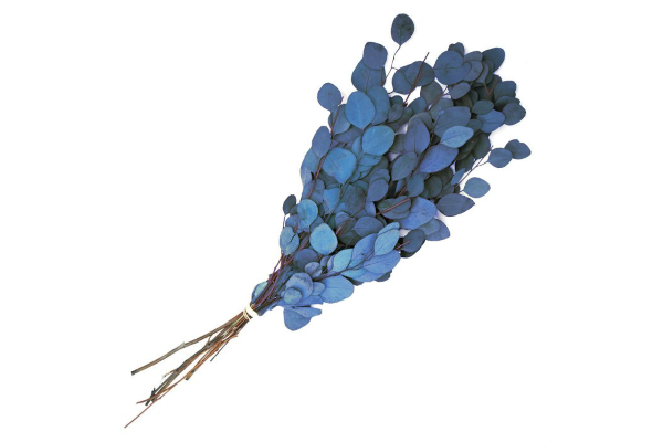 EUCALYPTUS PRESERVED SILVER DOLLAR 1LB NAVYBLU