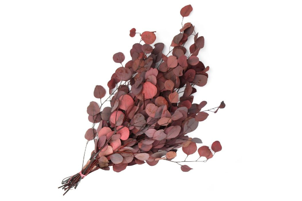 EUCALYPTUS PRESERVED SILVER DOLLAR 1LB RED