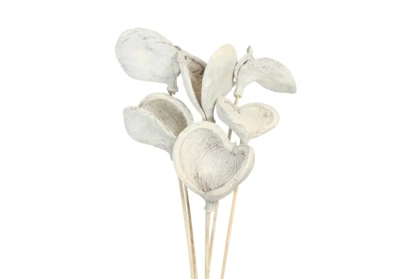 BADAM STAKE/6 WHITE WASH