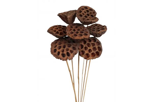 LOTUS POD STAKE/7 NATURAL