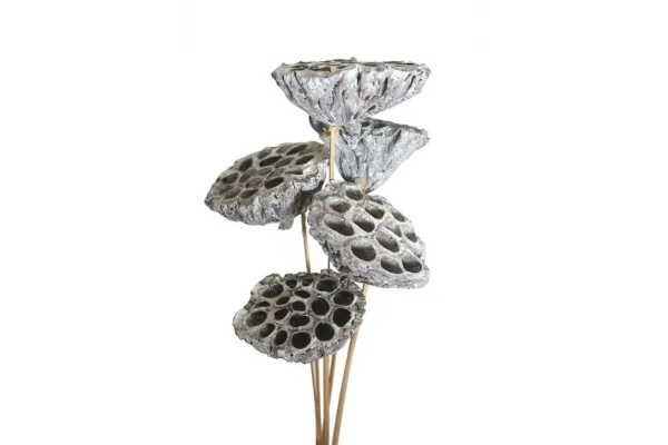 LOTUS POD STAKE/7 WHITE WASH