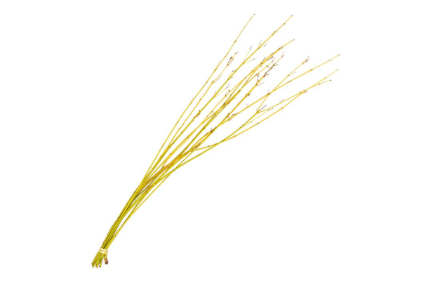 DOGWOOD 3-4�/10 YELLOW