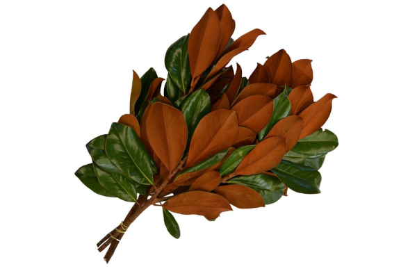 MAGNOLIA BUNCH 2LB BOUGH