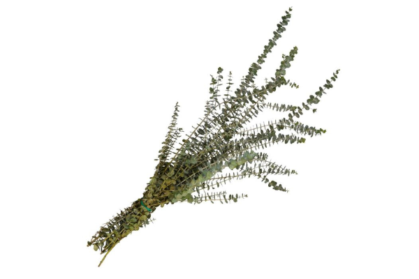 BABY EUCALYPTUS NATURAL 2LB BOUGH