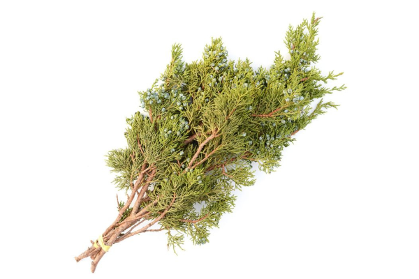 OREGON JUNIPER 2LB BOUGH