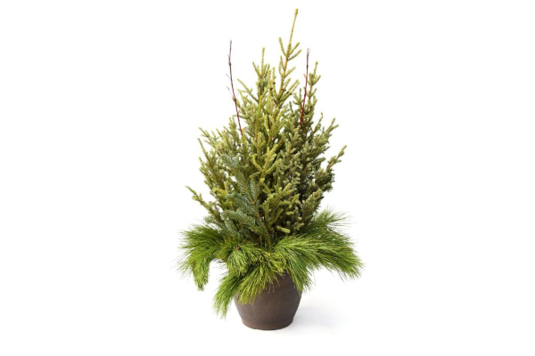 DOOR STEP CHARMER SPRUCE TIP POT - ROUND