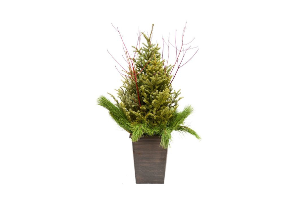 DOOR STEP CHARMER SPRUCE TIP POT - SQUARE