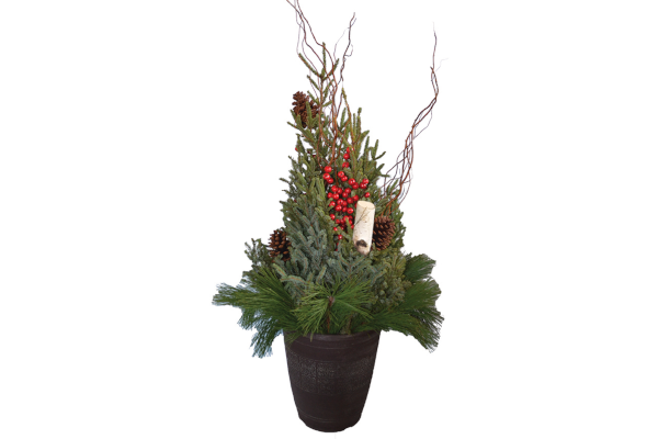 TRADITIONAL HOLIDAY SPRUCE TIP POT