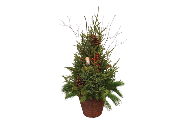 ELEGANT DESIGNER SPRUCE TIP POT