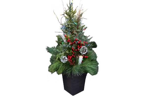 CHRISTMAS SPIRIT SPRUCE TIP POT - W/LIGHTS
