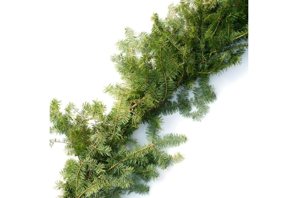 GARLAND BALSAM 25�