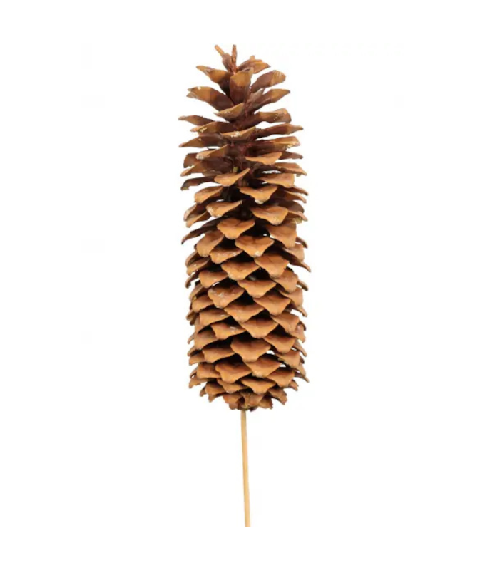 SUGAR CONE STAKE NATURAL