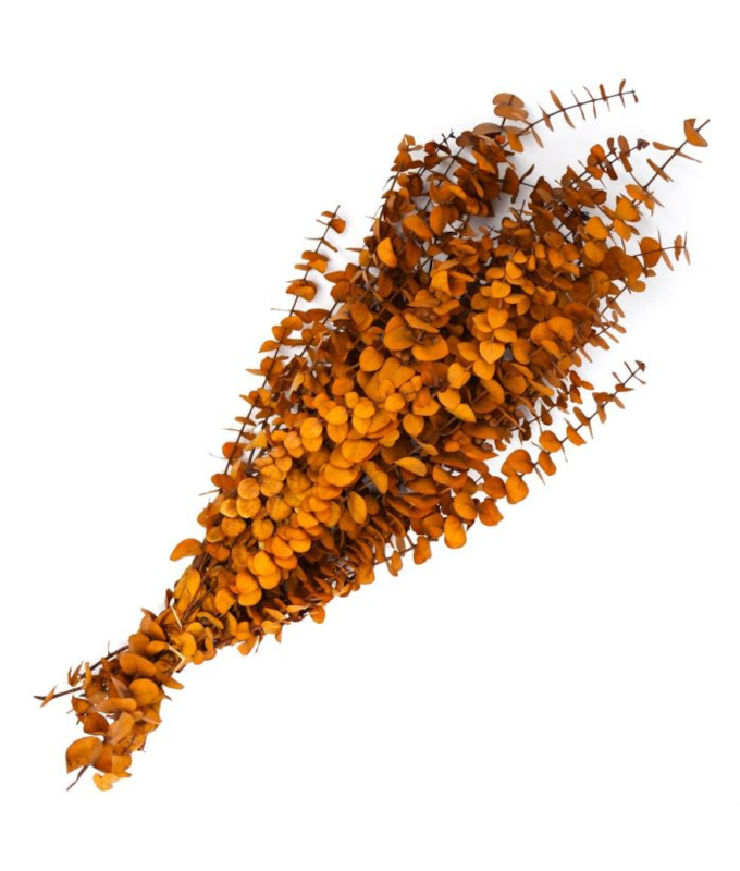 EUCALYPTUS PRESERVED BABY 1LB AMBER